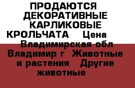 ПРОДАЮТСЯ  ДЕКОРАТИВНЫЕ КАРЛИКОВЫЕ КРОЛЬЧАТА  › Цена ­ 500 - Владимирская обл., Владимир г. Животные и растения » Другие животные   